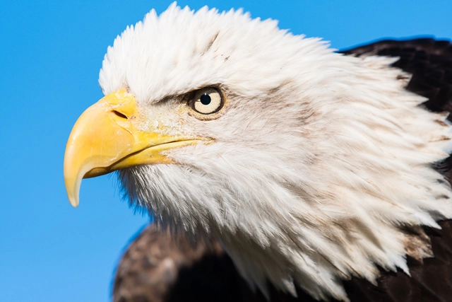 The Center for Birds of Prey Charleston(2023)