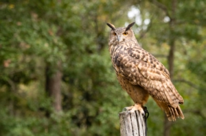 Awendaw's Avian Conservation Center celebrates 30 years of rescuing and  rehabbing birds of prey, Charleston SC
