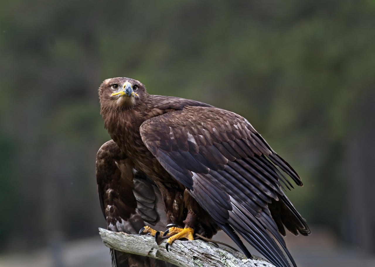 THE CENTER FOR BIRDS OF PREY - 151 Photos & 49 Reviews - 4719 Hwy 17 N,  Awendaw, South Carolina - Zoos - Phone Number - Yelp