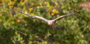 The Center for Birds of Prey Charleston(2023)