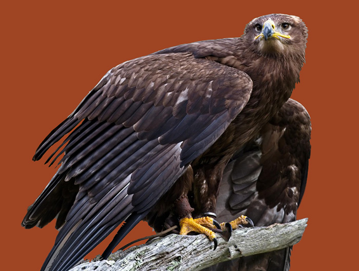 Who we are  National Bird of Prey Centre