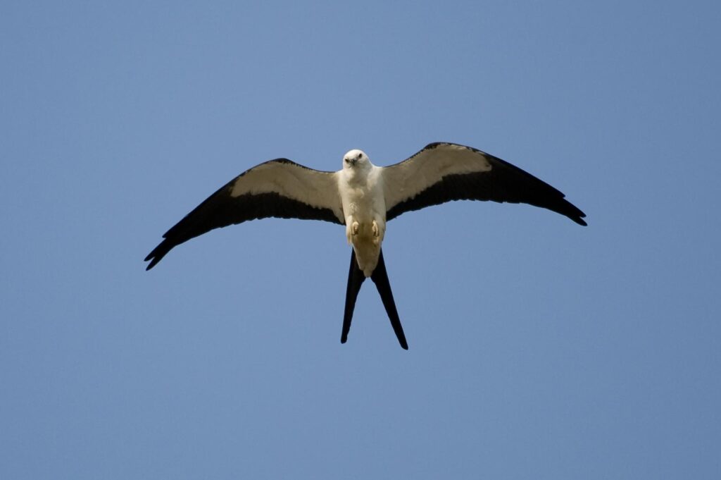 The Center for Birds of Prey Charleston(2023)