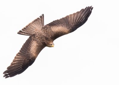 190224-Charleston-Wildlife-Photographer-0070-400x284