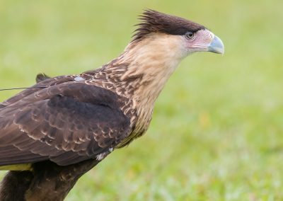 191020-Charleston-Wildlife-Photographer-0030-400x284