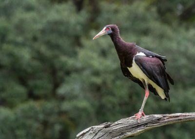 191020-Charleston-Wildlife-Photographer-0031-400x284