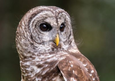 191020-Charleston-Wildlife-Photographer-0047-400x284
