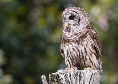 191020-Charleston-Wildlife-Photographer-0048-400x284