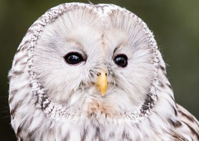 191020-Charleston-Wildlife-Photographer-0053-400x284